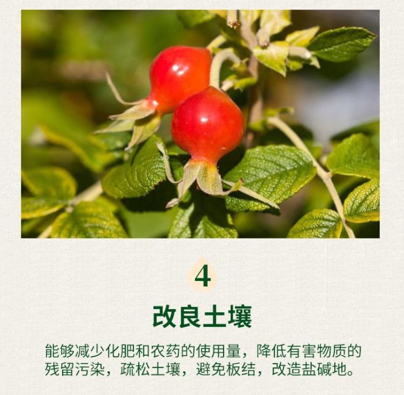 重茬菌克疏松改良土壤生根抗重茬预防黄化根腐枯萎土传病害