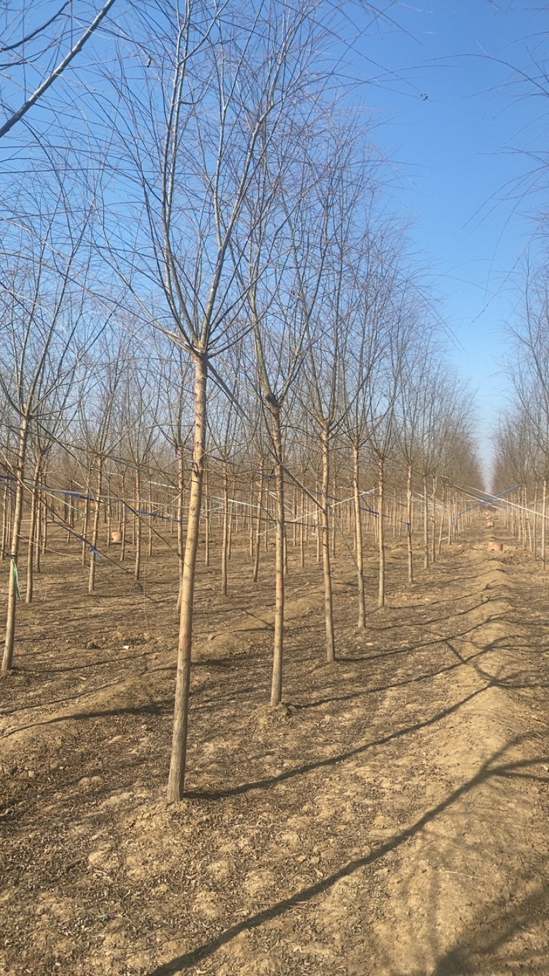 垂柳基地3公分4公分5公分6公分8公分保质保量