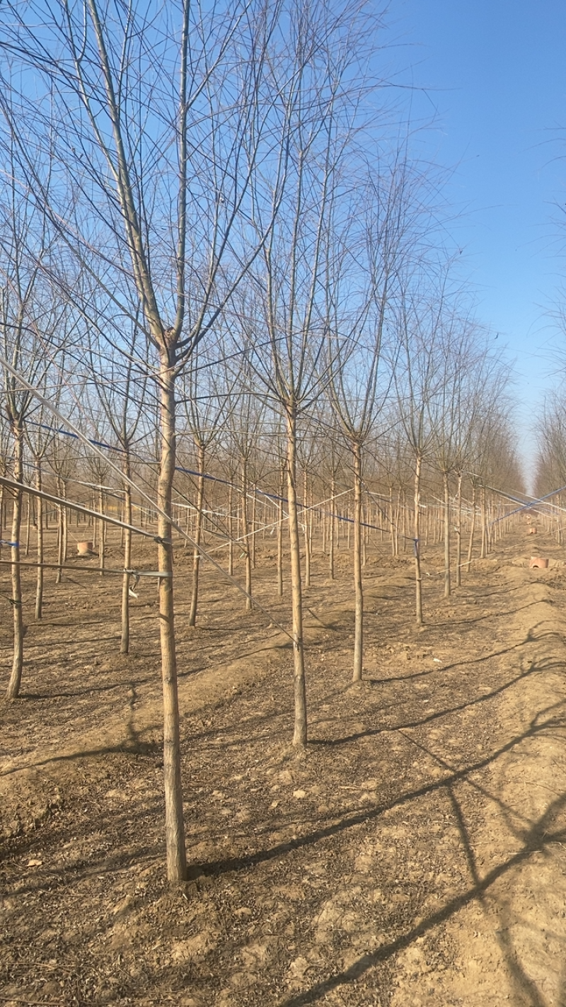 垂柳基地3公分4公分5公分6公分8公分保质保量