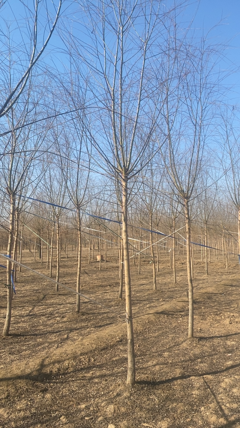 垂柳基地3公分4公分5公分6公分8公分保质保量