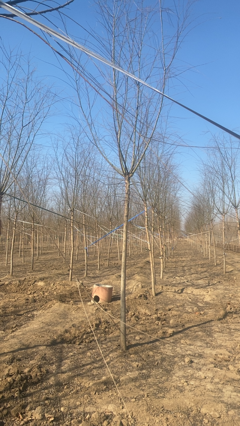 垂柳基地3公分4公分5公分6公分8公分保质保量