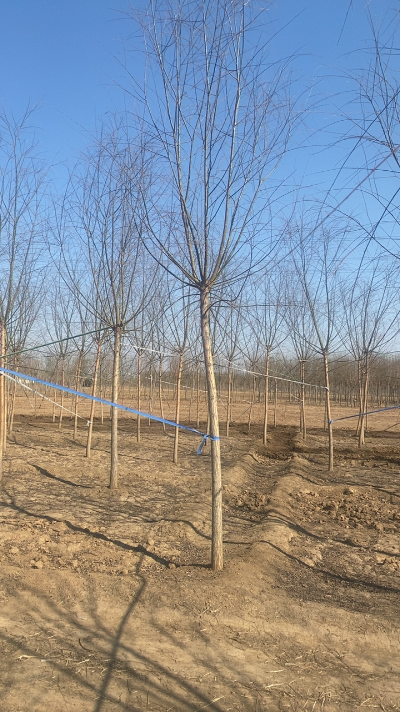 垂柳基地3公分4公分5公分6公分8公分保质保量