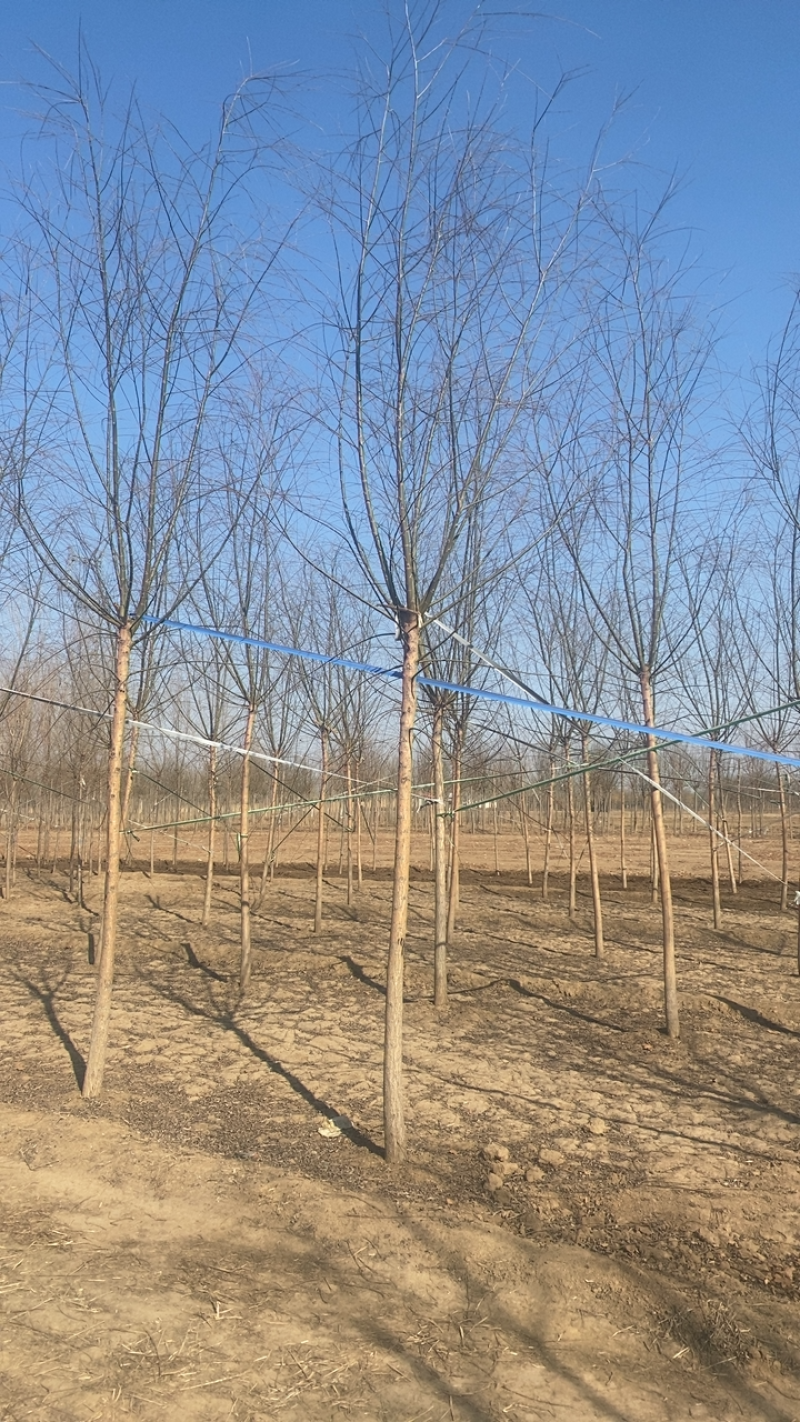 垂柳基地3公分4公分5公分6公分8公分保质保量