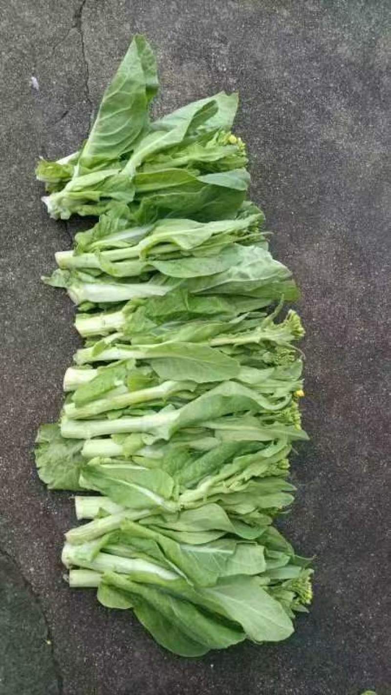 精品白菜苔。基地种植，欢迎新老客户购买。