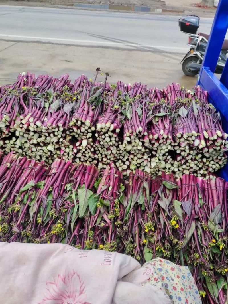 精品白菜苔。基地种植，欢迎新老客户购买。