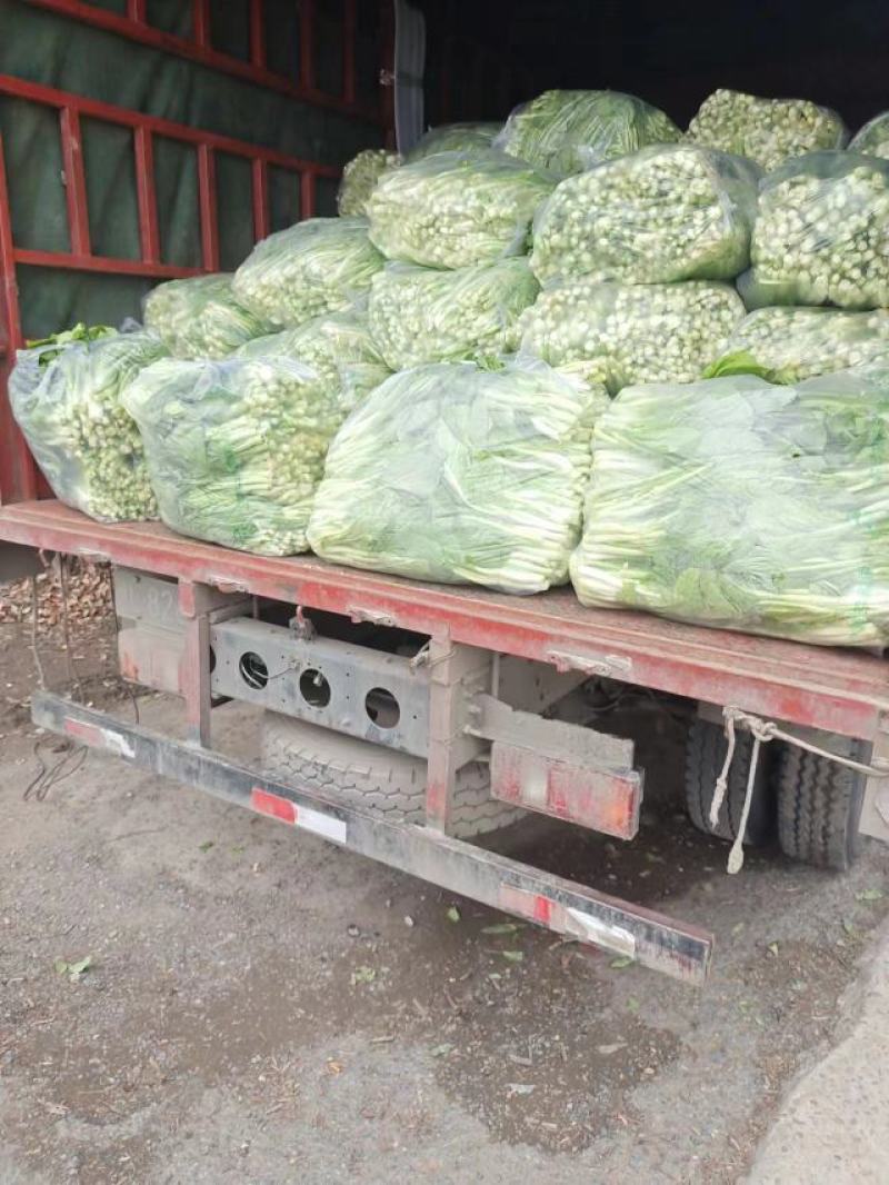 精品白菜苔。基地种植，欢迎新老客户购买。