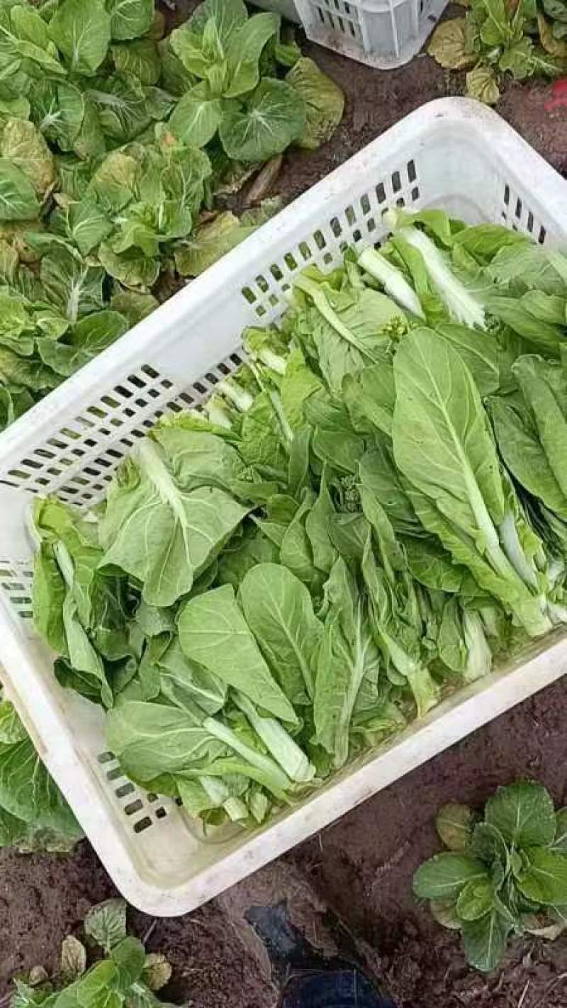 精品白菜苔。基地种植，欢迎新老客户购买。