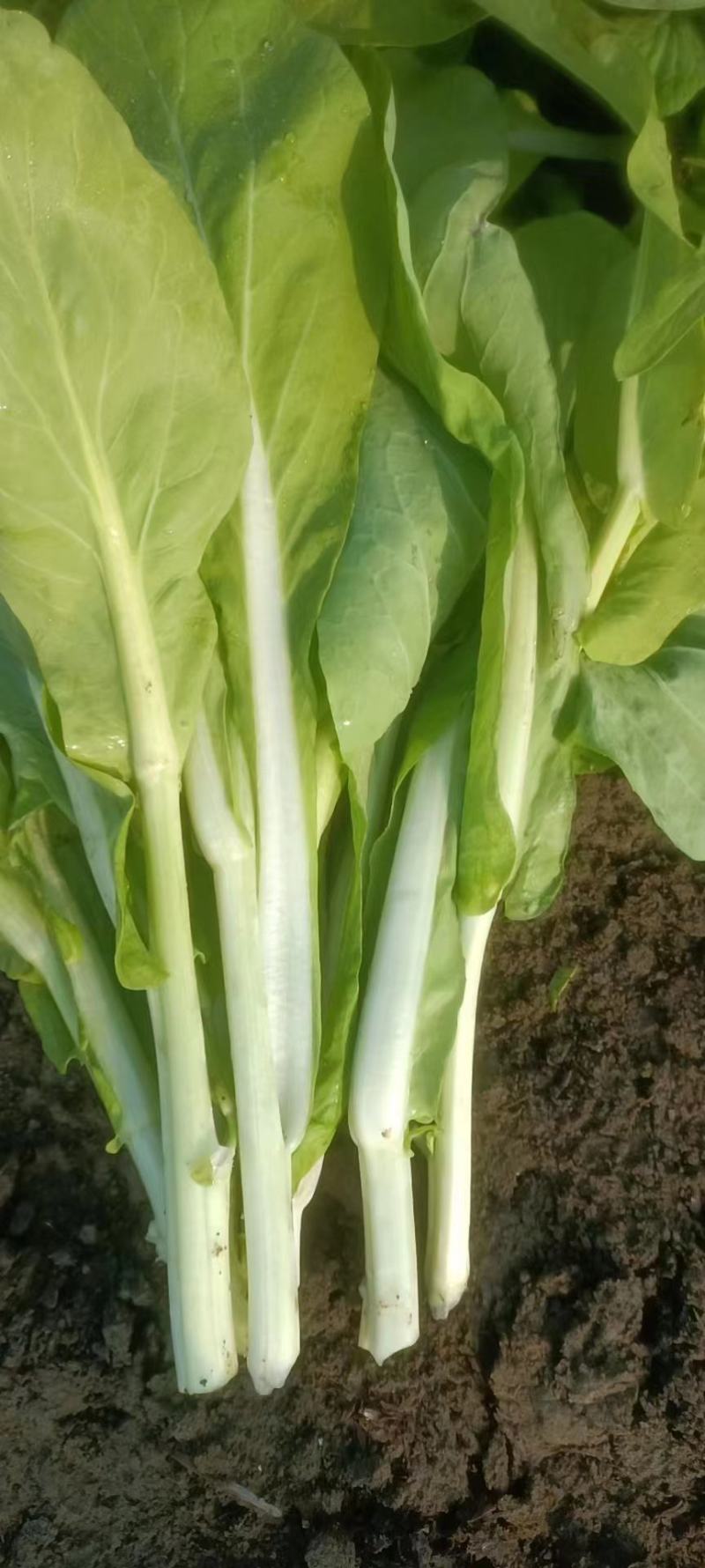 精品白菜苔。基地种植，欢迎新老客户购买。