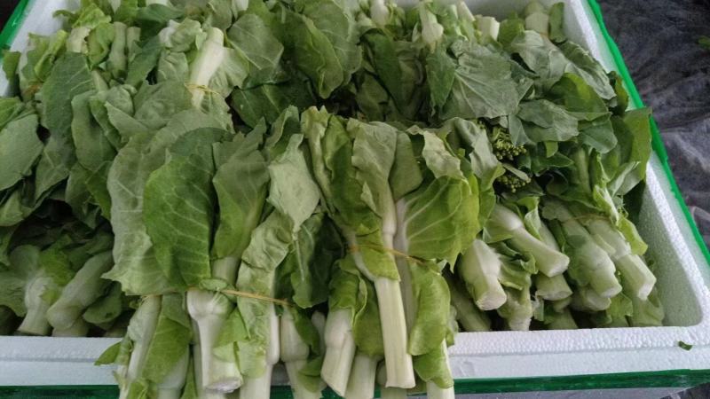 精品白菜苔。基地种植，欢迎新老客户购买。