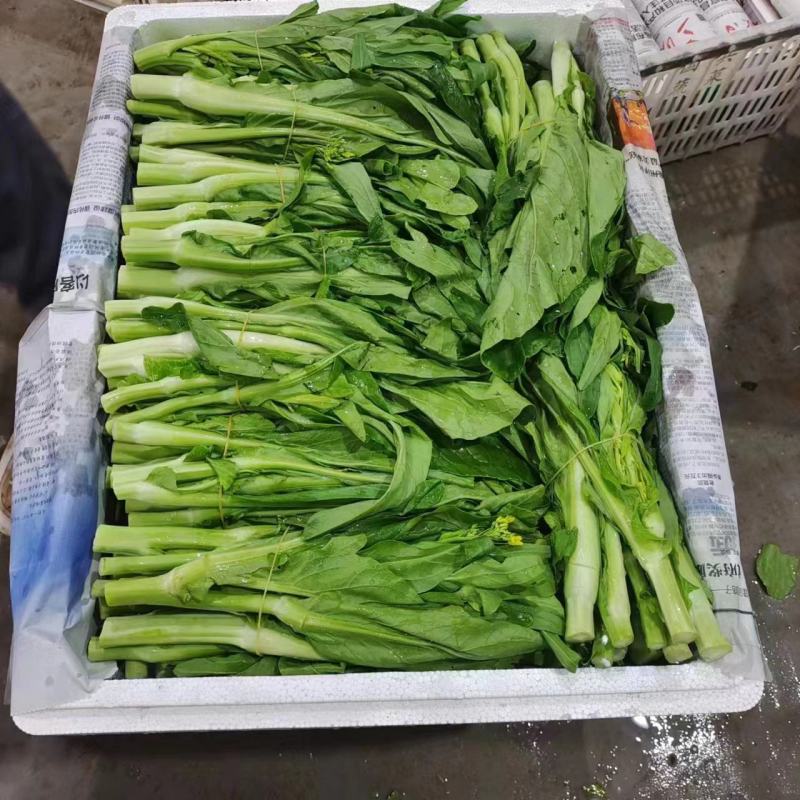 精品白菜苔。基地种植，欢迎新老客户购买。
