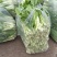 精品白菜苔。基地种植，欢迎新老客户购买。