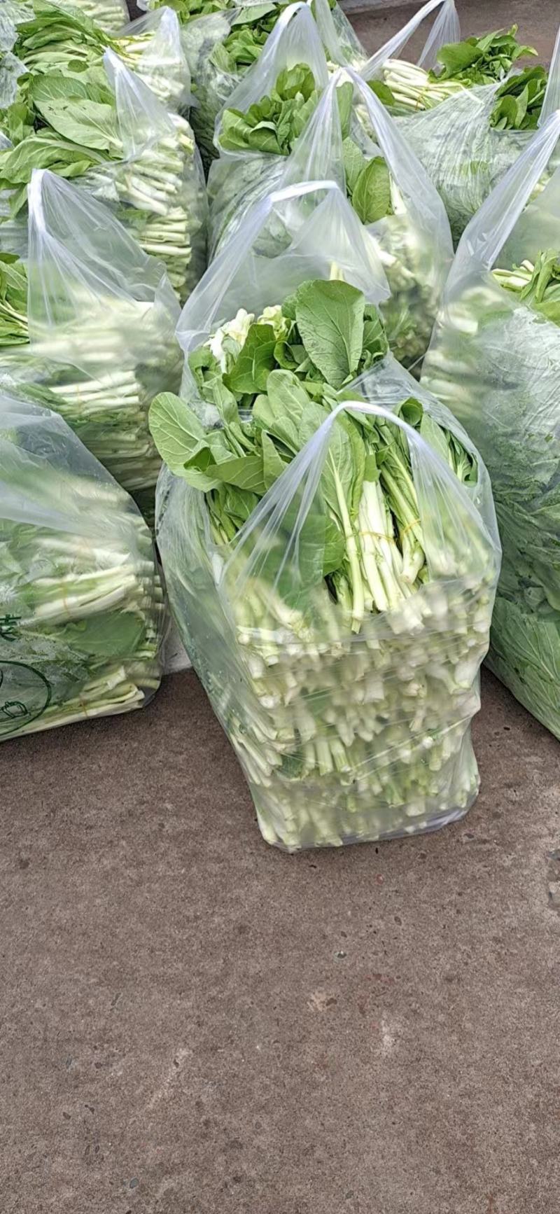 精品白菜苔。基地种植，欢迎新老客户购买。