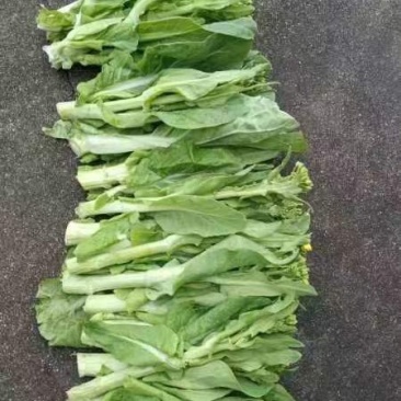 精品白菜苔。基地种植，欢迎新老客户购买。