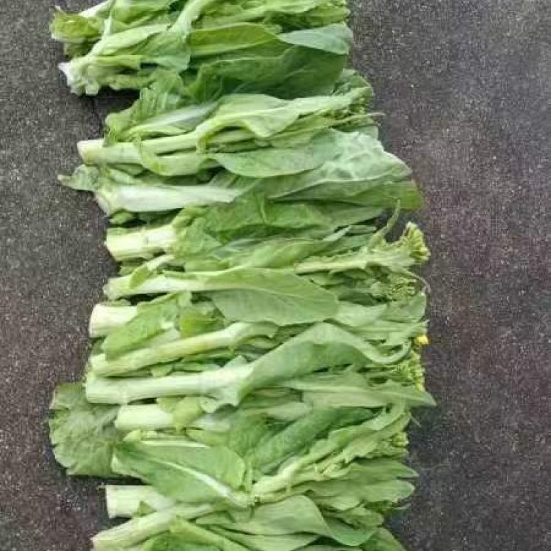 精品白菜苔。基地种植，欢迎新老客户购买。