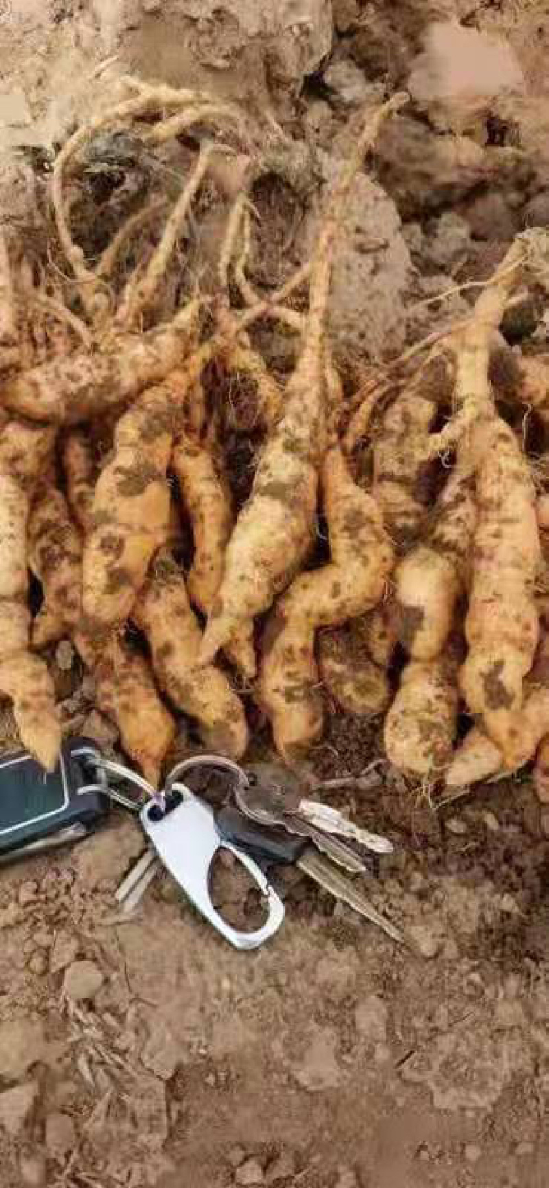 金银花苗双花秧苗一年2年苗子可选购提供种植技术