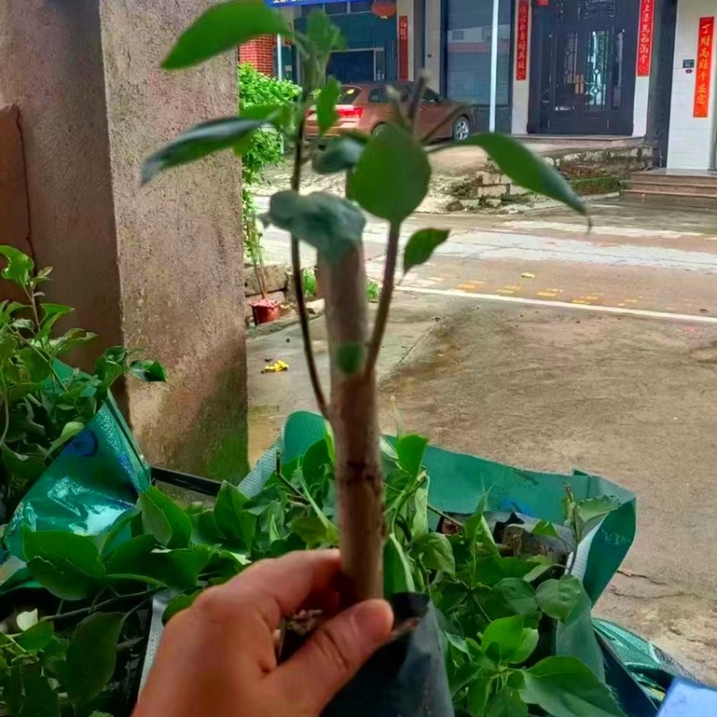 30公分同安红三角梅