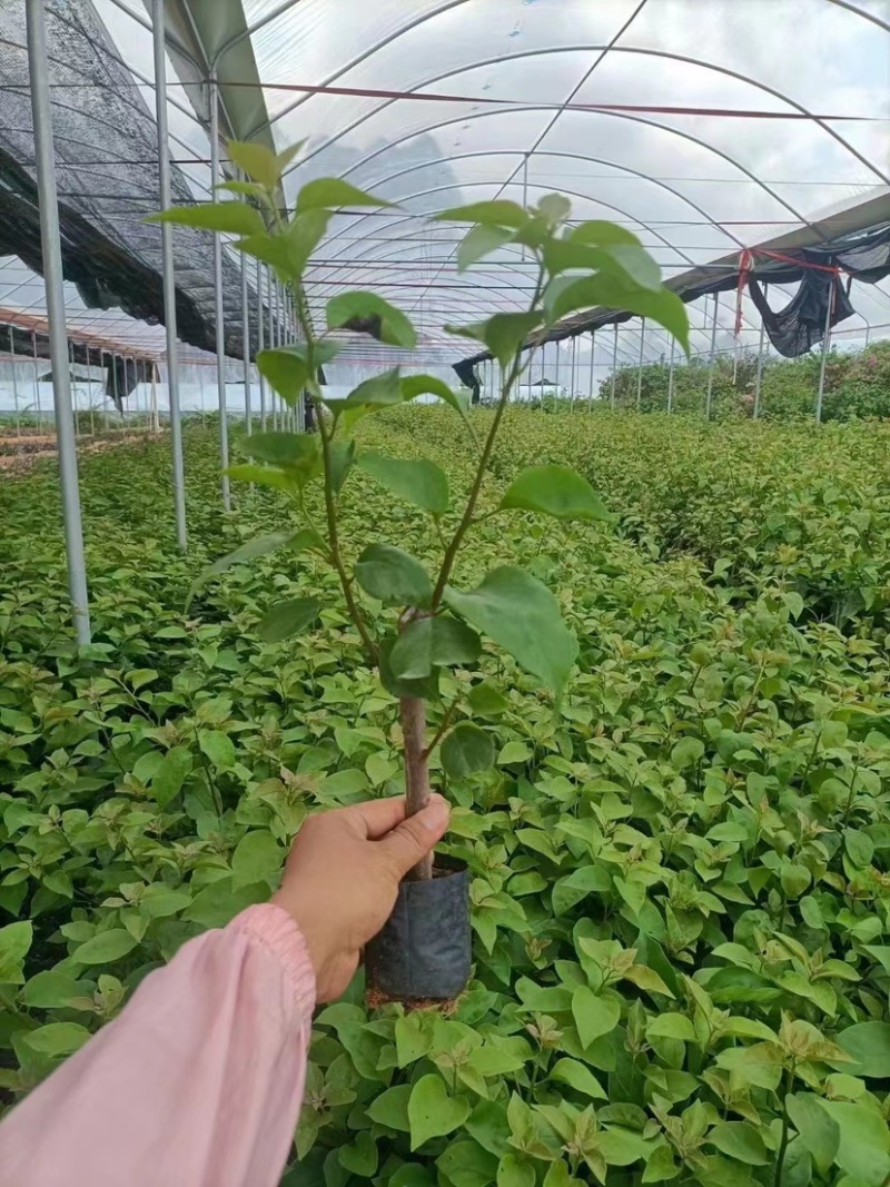 30公分同安红三角梅