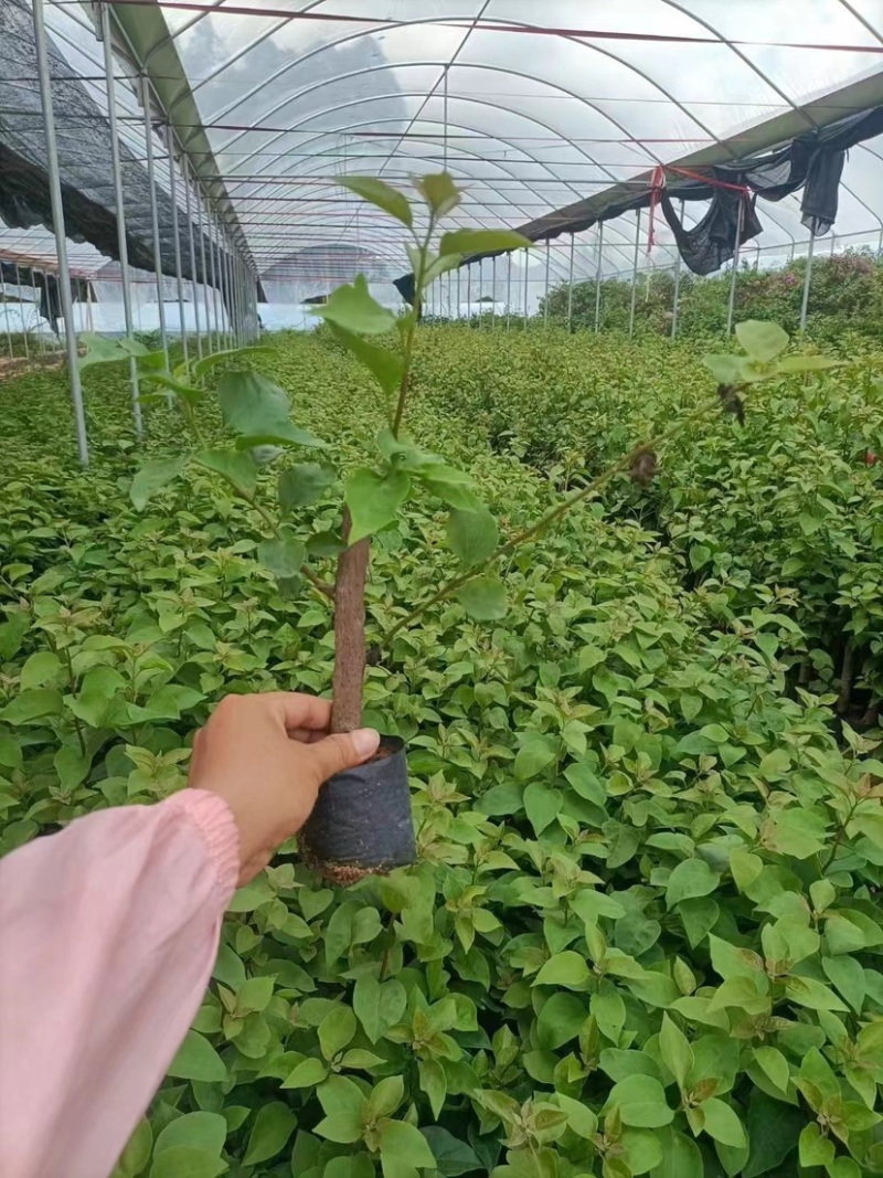 30公分同安红三角梅