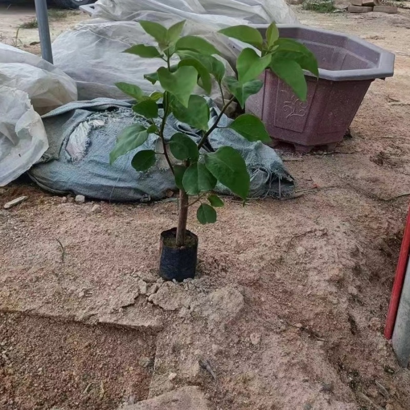 30公分同安红三角梅