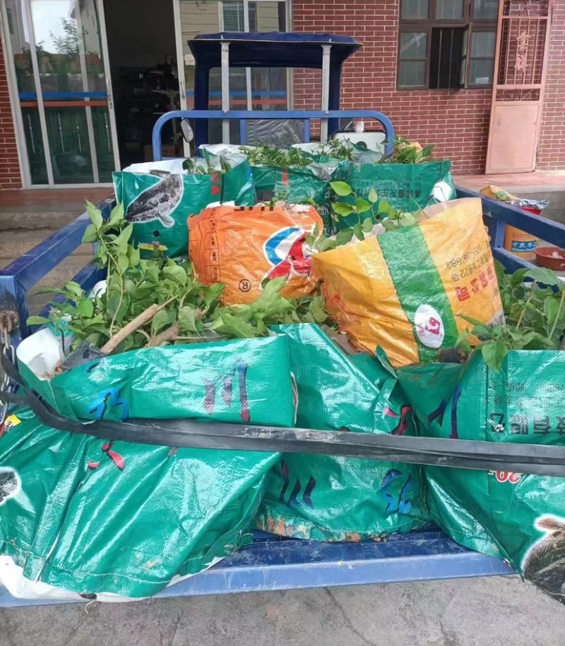 30公分同安红三角梅