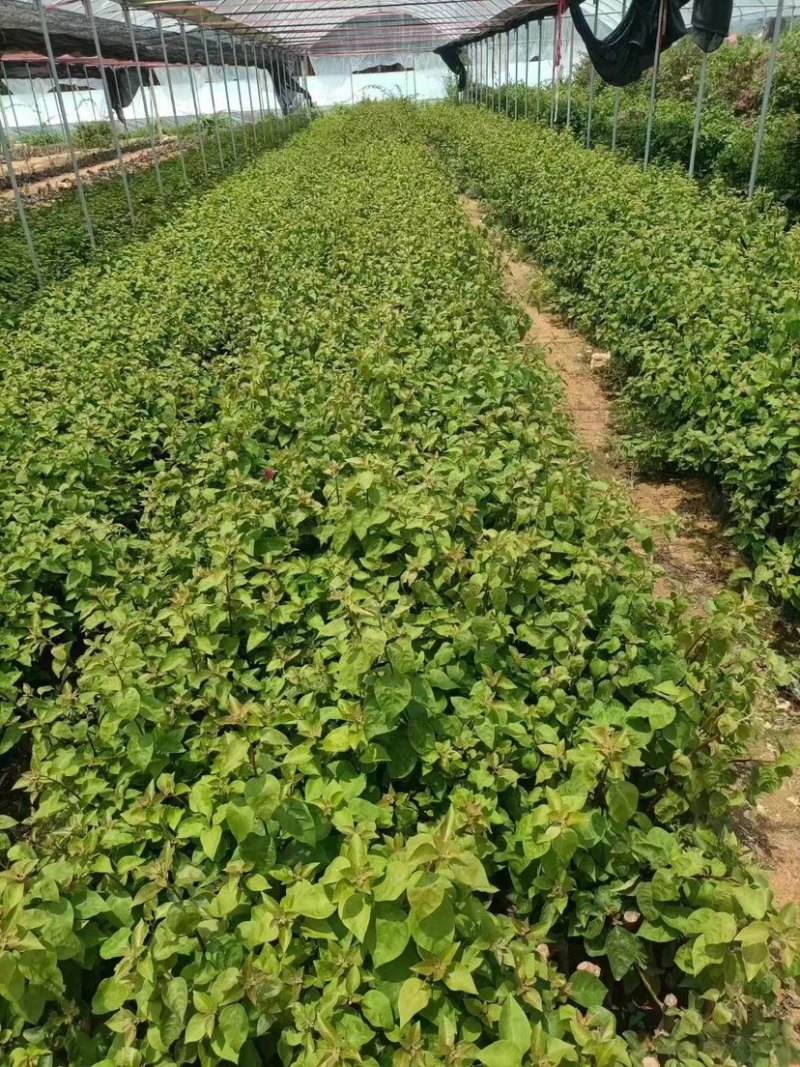 30公分同安红三角梅