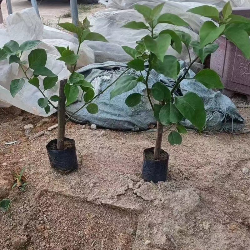 30公分同安红三角梅