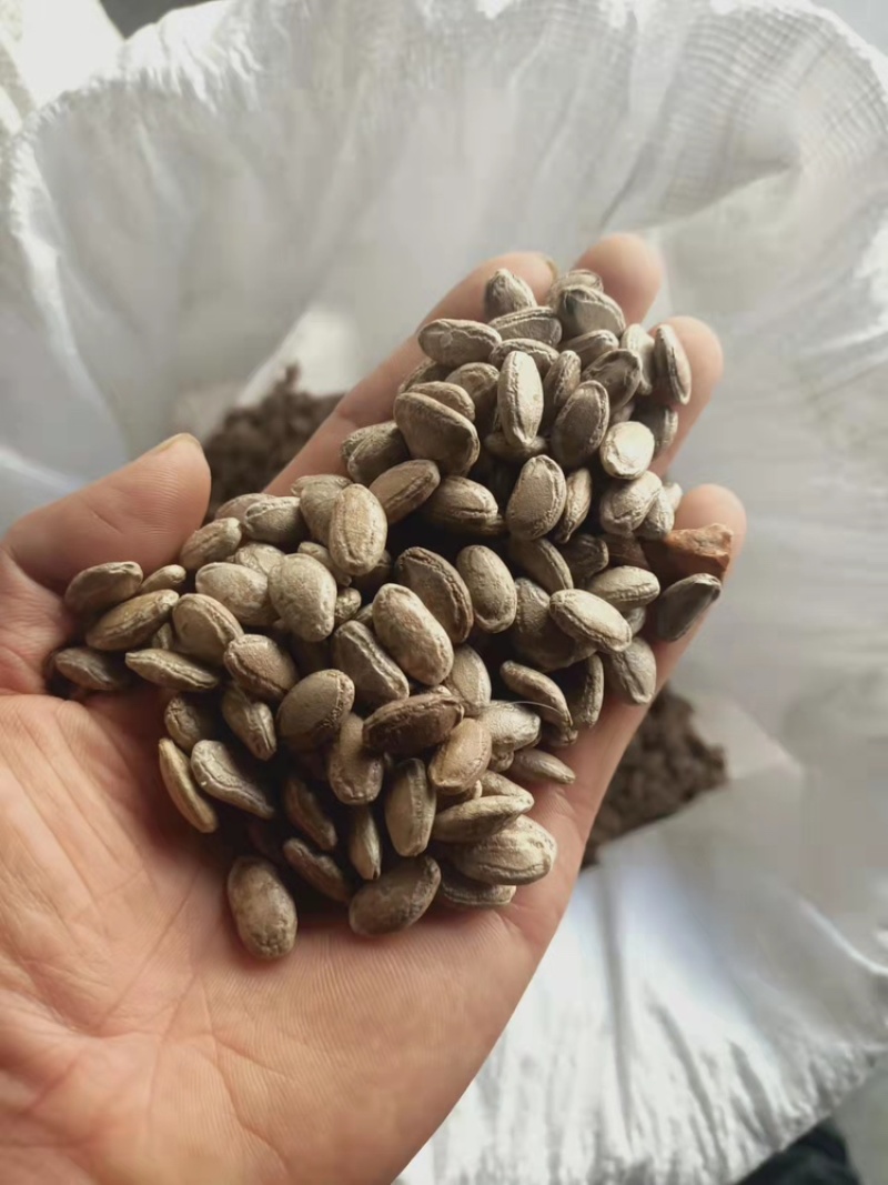 瓜蒌秧苗批发零售免费种植技术欢迎选购