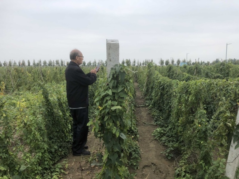 瓜蒌秧苗批发零售免费种植技术欢迎选购