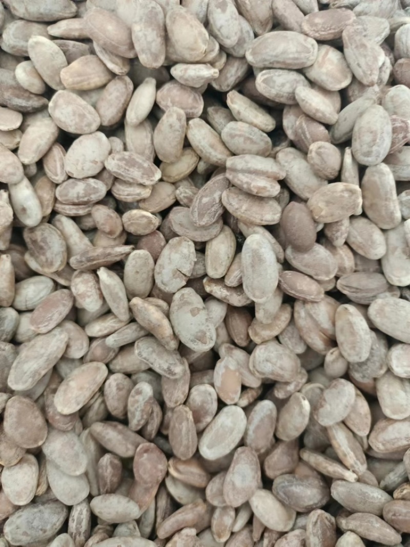 瓜蒌秧苗批发零售免费种植技术欢迎选购