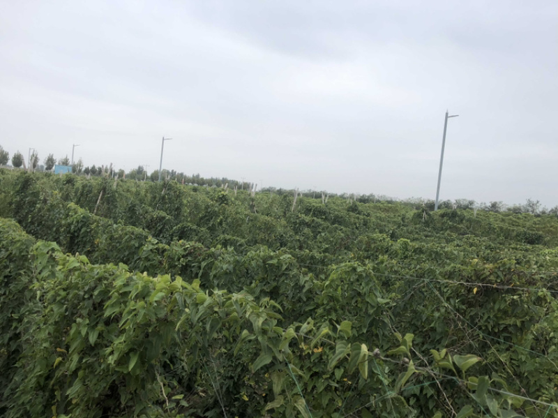 瓜蒌秧苗批发零售免费种植技术欢迎选购