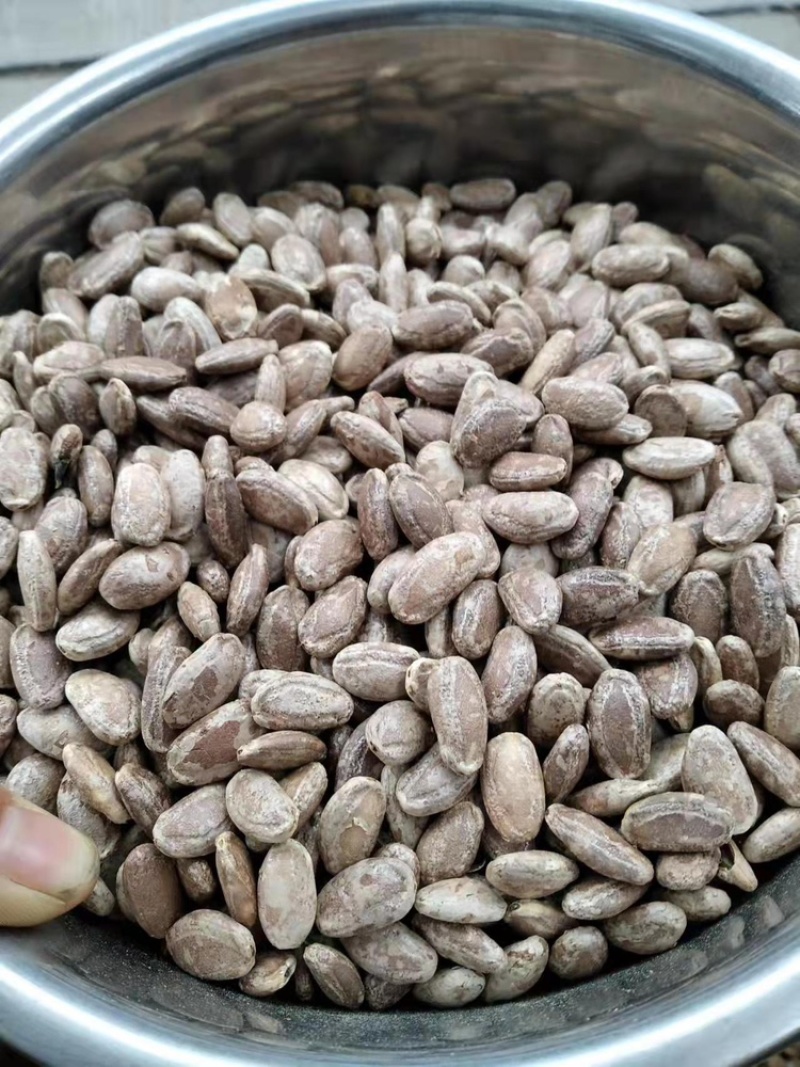 瓜蒌秧苗批发零售免费种植技术欢迎选购