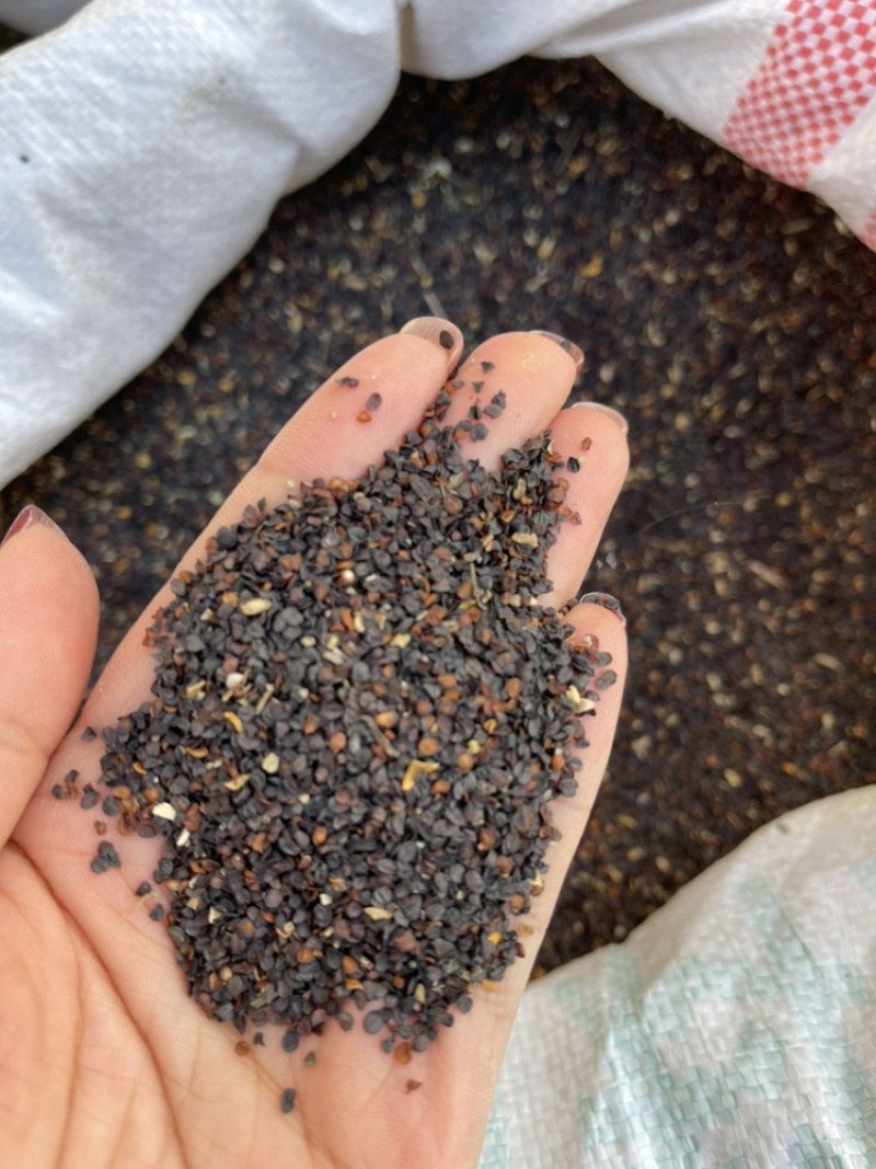 巨麦种子保发芽纯新价格优惠质量保证提供种植技术