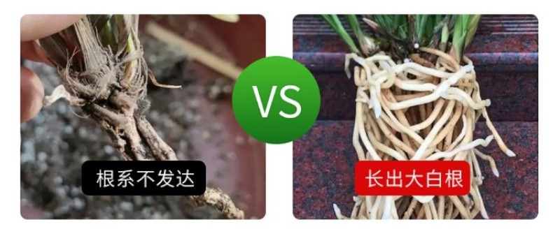 松土精土壤改良活化处理剂活化疏松土壤调节酸碱打破板结