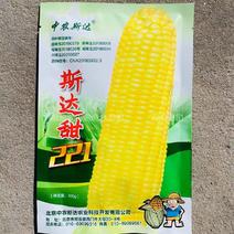 斯达甜221水果玉米种子黄色超甜玉米种子大棒高产鲜食玉米