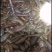 水蛭菲牛蛭鲜品一手货源，货源充足，静养时间长，
