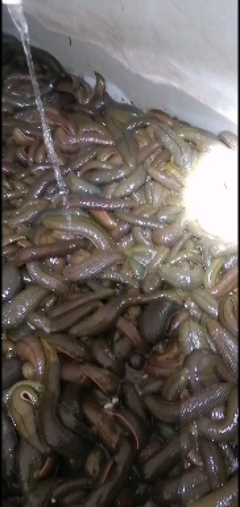 水蛭菲牛蛭鲜品一手货源，货源充足，静养时间长，