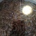 水蛭菲牛蛭鲜品一手货源，货源充足，静养时间长，