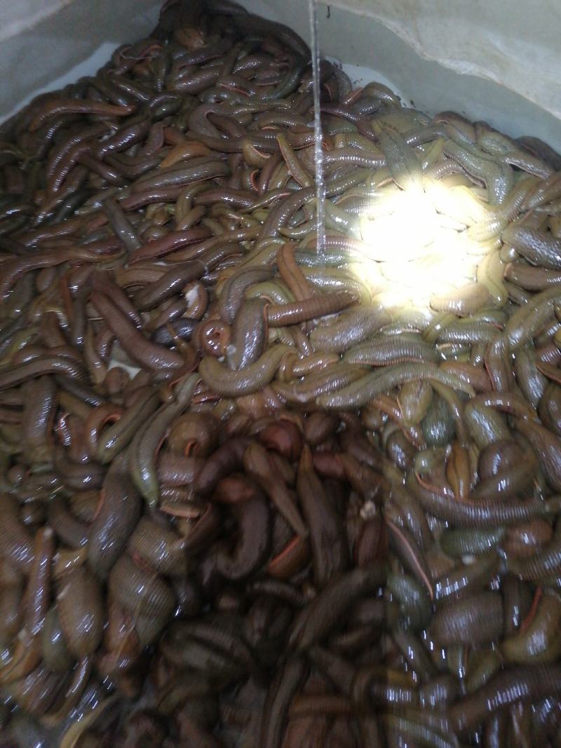 水蛭菲牛蛭鲜品一手货源，货源充足，静养时间长，