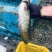 【牛商推荐】南海鲶鱼大口鲶产地直发货源充足量大从优