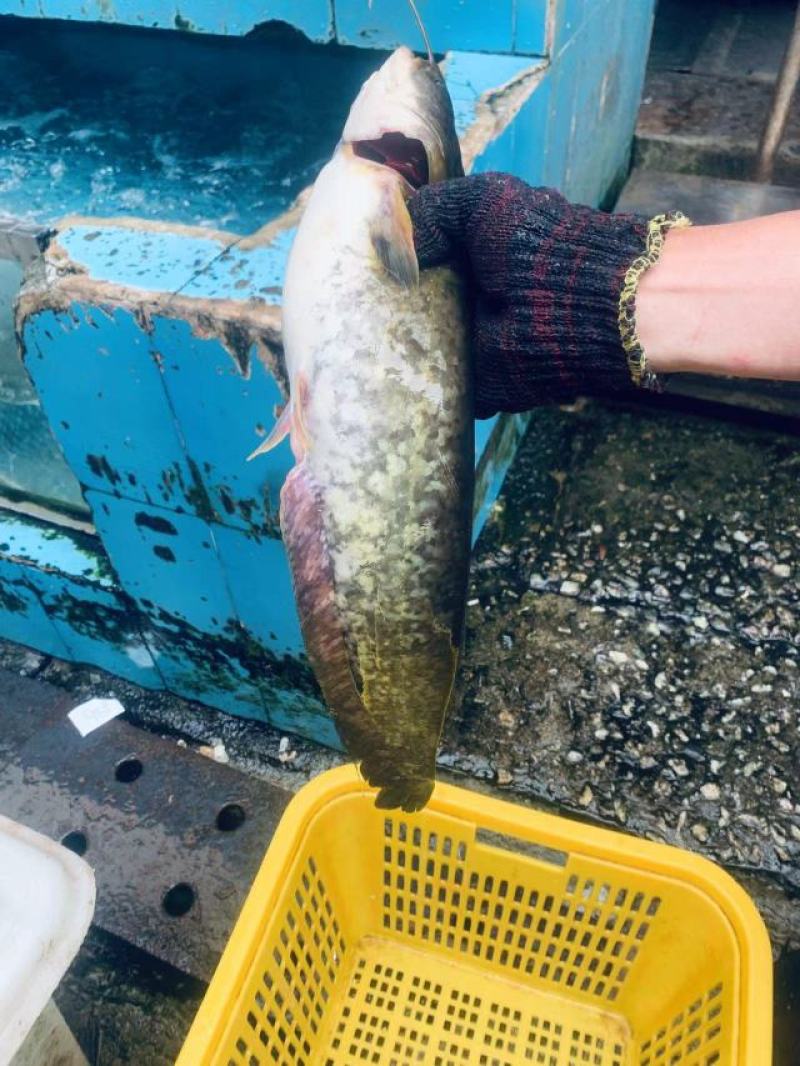 【牛商推荐】南海鲶鱼大口鲶产地直发货源充足量大从优