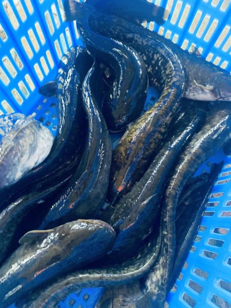 【牛商推荐】南海鲶鱼大口鲶产地直发货源充足量大从优