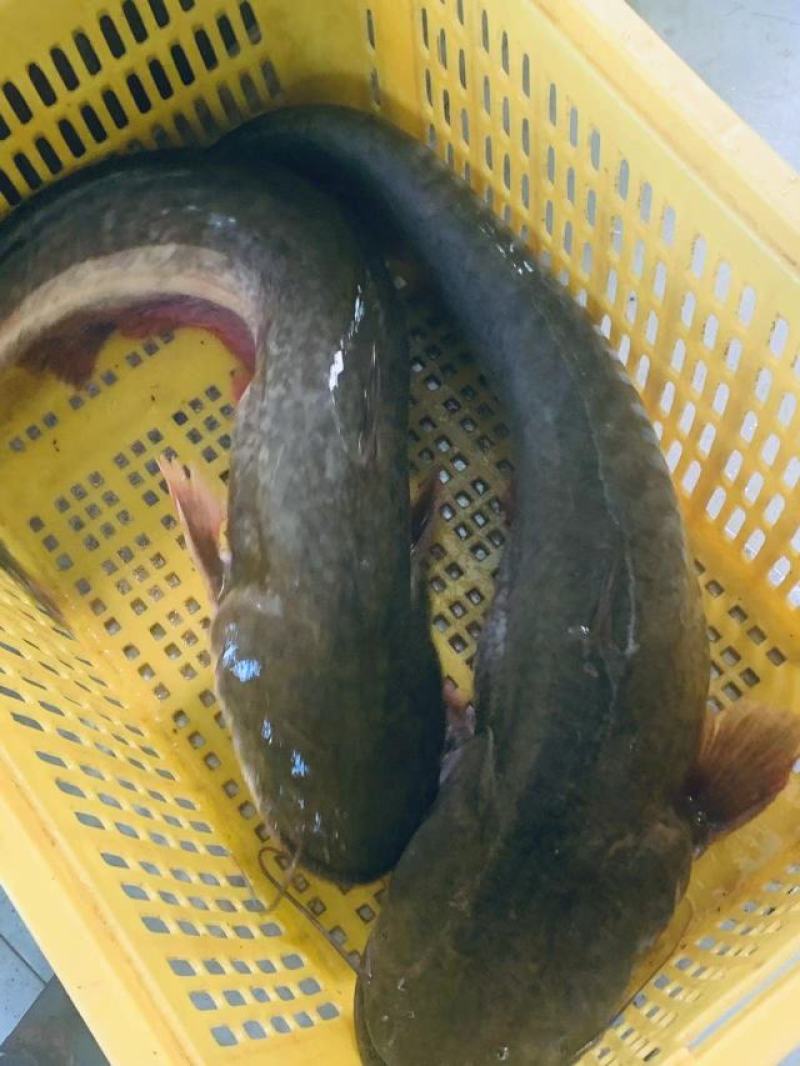 【牛商推荐】南海鲶鱼大口鲶产地直发货源充足量大从优