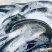 【牛商推荐】南海鲶鱼大口鲶产地直发货源充足量大从优