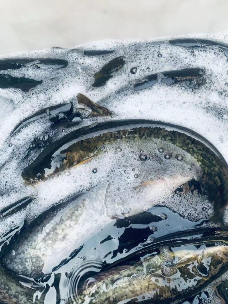 【牛商推荐】南海鲶鱼大口鲶产地直发货源充足量大从优