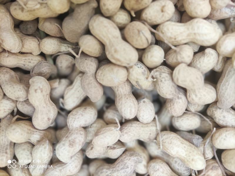 河北沧州吴桥花育23小日本带壳干花生，炒炒货专用，