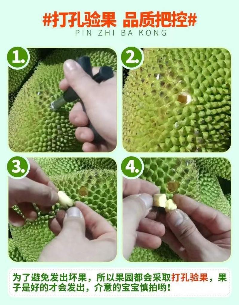 [海南产地直发保质保量]现摘当季菠萝蜜一整个新鲜批发