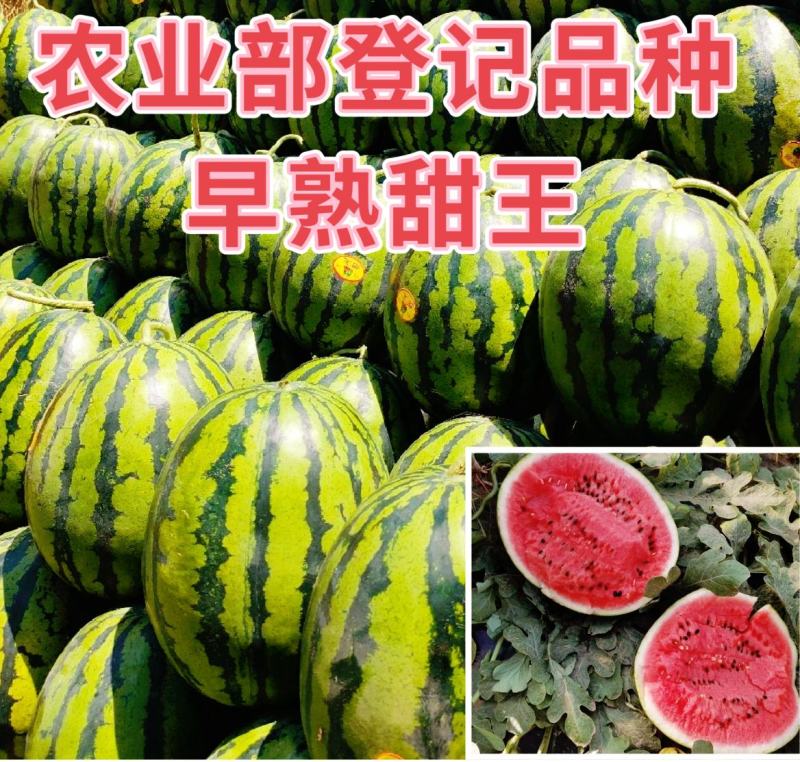 农业部登记甜王西瓜种子甜王种子瓤色大红早熟甜王种子