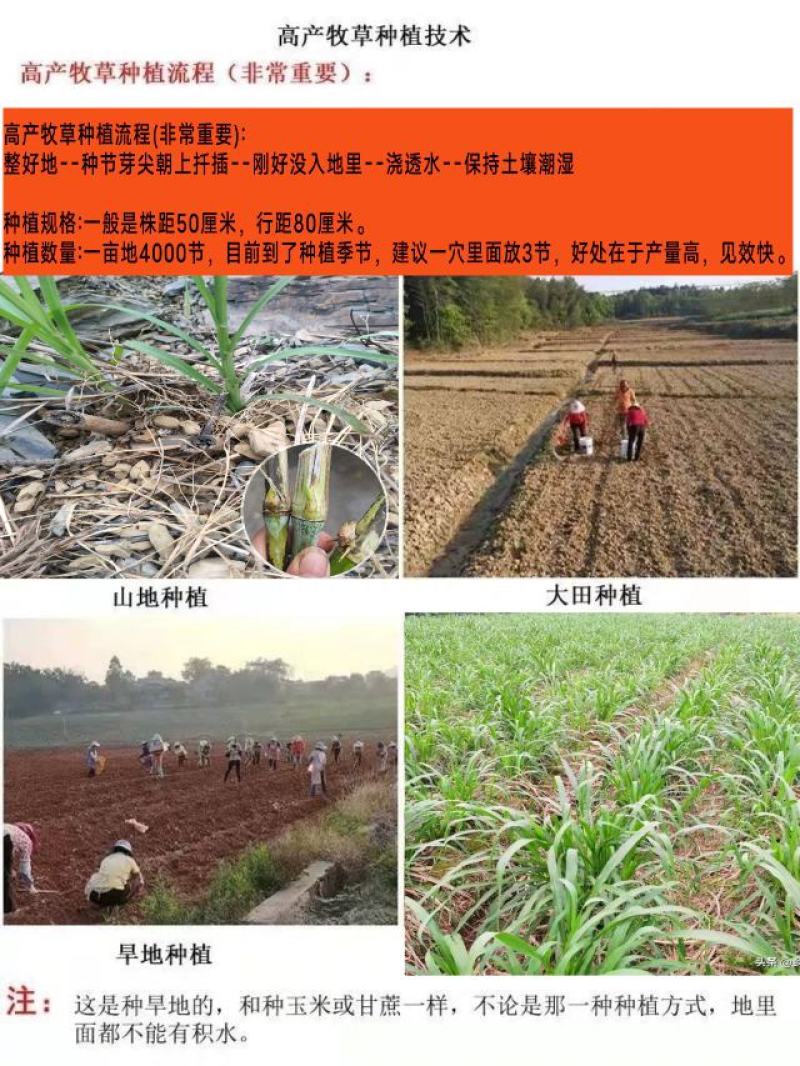 【牛商店长推荐】皇竹草种苗产地直发包售后可视频