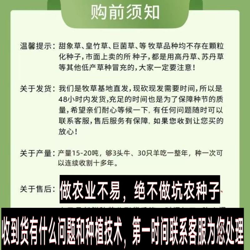 【牛商店长推荐】皇竹草种苗产地直发包售后可视频