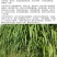 【牛商店长推荐】皇竹草种苗产地直发包售后可视频